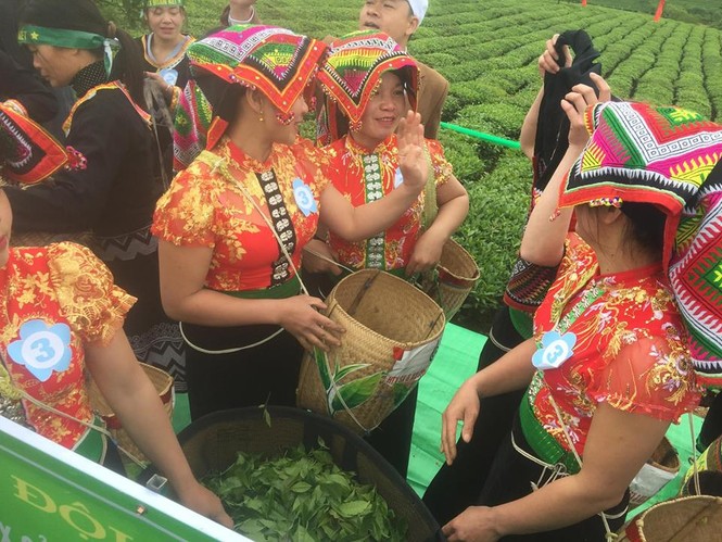 Tưng bừng Hội thi hái chè trên cao nguyên Mộc Châu - ảnh 7