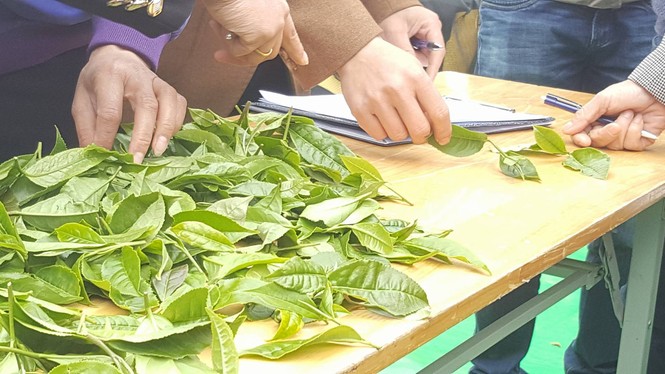 Tưng bừng Hội thi hái chè trên cao nguyên Mộc Châu - ảnh 9