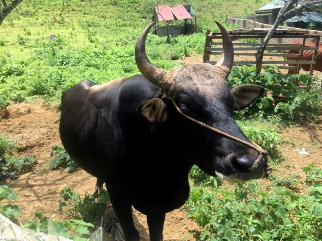 Người dân vẫn kinh sợ, chưa dám tới nhà trùm ma túy Lóng Luông - ảnh 9