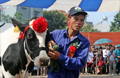 Xác định Hoa hậu Bò sữa Mộc Châu năm 2014 - ảnh 6