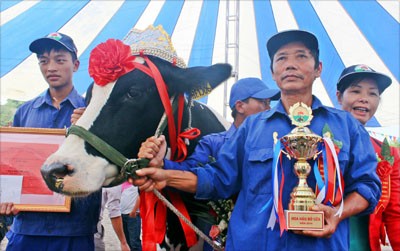 Xác định Hoa hậu Bò sữa Mộc Châu năm 2014 - ảnh 1