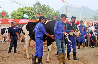 Xác định Hoa hậu Bò sữa Mộc Châu năm 2014 - ảnh 3