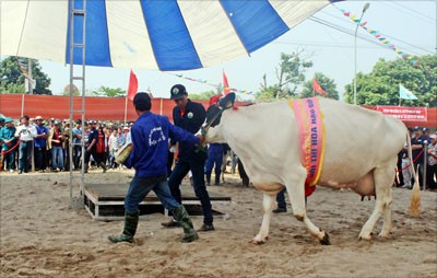 Xác định Hoa hậu Bò sữa Mộc Châu năm 2014 - ảnh 4