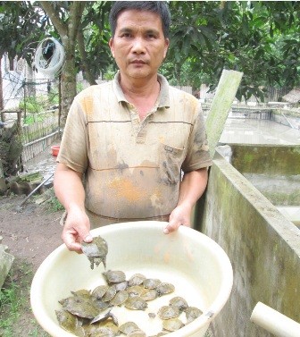Thu tiền tỷ từ việc nuôi ba ba, cua đinh thương phẩm - ảnh 1