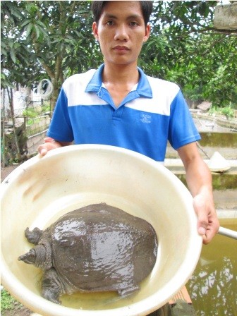 Thu tiền tỷ từ việc nuôi ba ba, cua đinh thương phẩm - ảnh 3
