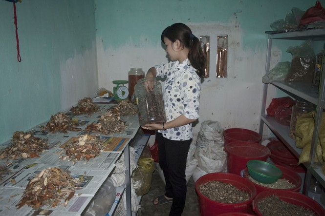 Bài thuốc từ lá cây rừng chữa bệnh gout - ảnh 2