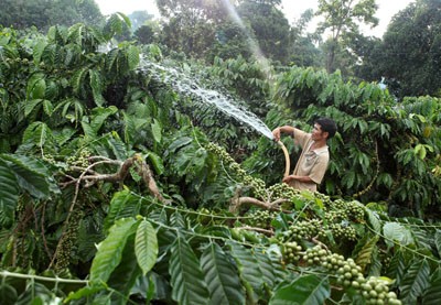 Tín dụng chính sách vùng Tây Nguyên đã thành công - ảnh 2