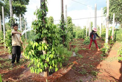 Tín dụng chính sách vùng Tây Nguyên đã thành công - ảnh 3
