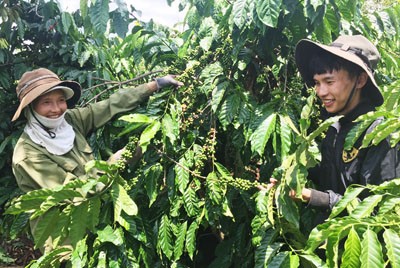 Tín dụng chính sách vùng Tây Nguyên đã thành công - ảnh 4