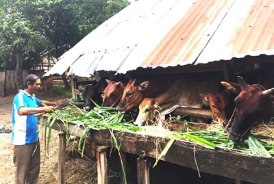 Tín dụng chính sách vùng Tây Nguyên đã thành công - ảnh 5