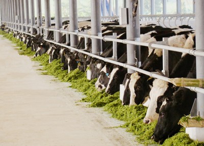 Vinamilk 40 năm Vươn cao Việt Nam – Vươn Tầm Thế Giới - ảnh 2