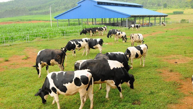 Đại gia ngành sữa với trang trại bò trải khắp Việt Nam - ảnh 1