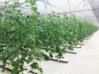 Vingroup ra mắt sản phẩm trái cây nhà kính đầu tiên - ảnh 1