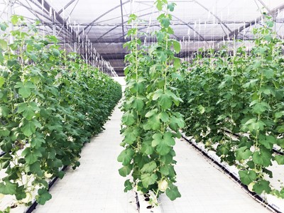 Vingroup ra mắt sản phẩm trái cây nhà kính đầu tiên - ảnh 2