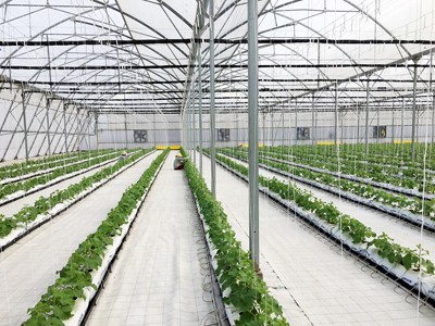 Vingroup ra mắt sản phẩm trái cây nhà kính đầu tiên - ảnh 3