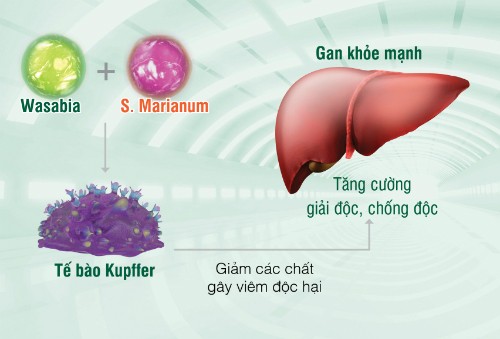 Người Việt mắc bệnh gan chỉ vì thích bia rượu - ảnh 1