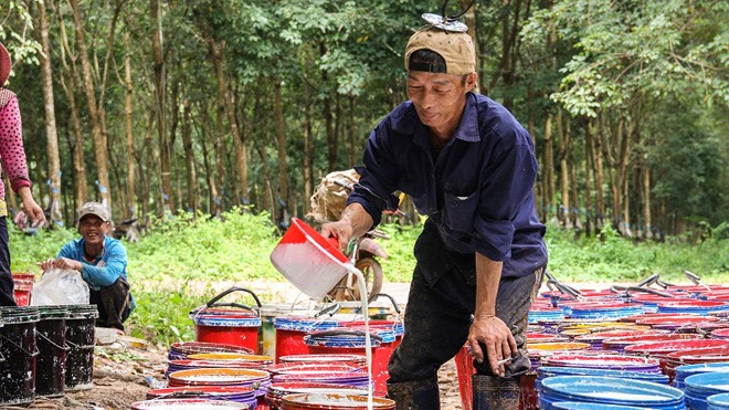Nếu Hoàng Anh Gia Lai bán cao su tại Lào… - ảnh 2
