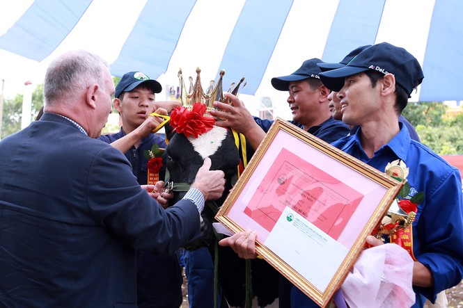 Vương miện “Hoa hậu bò sữa” Mộc Châu 2017 đã có chủ - ảnh 1