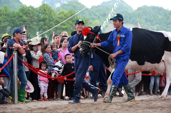 Vương miện “Hoa hậu bò sữa” Mộc Châu 2017 đã có chủ - ảnh 6