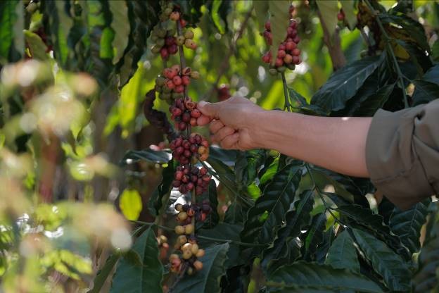 NESCAFÉ Plan: Kinh nghiệm quý giá trong hợp tác phát triển bền vững - ảnh 1
