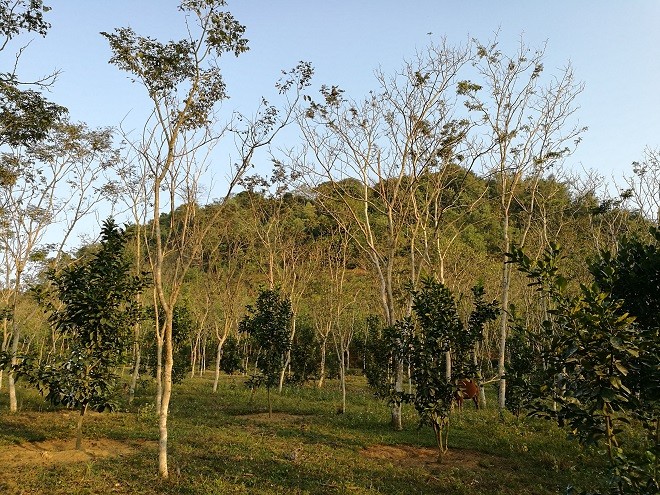 Kho báu ngàn tỷ của lão nông Tuyên Quang - ảnh 1