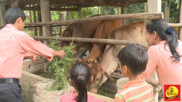 'Cặp bò vàng' của Trà thanh nhiệt Dr Thanh giúp các hộ khó thoát nghèo - ảnh 1