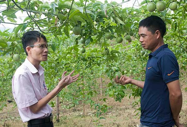 Sức Xuân trên thảo nguyên xanh - ảnh 2