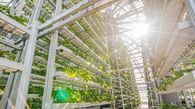 Khám phá nông nghiệp hàng đầu thế giới bên trong Vineco Nam Hội An - ảnh 3