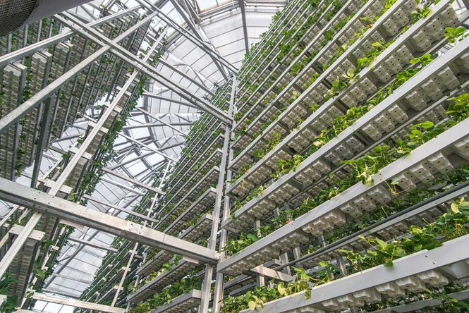 Khám phá nông nghiệp hàng đầu thế giới bên trong Vineco Nam Hội An - ảnh 5