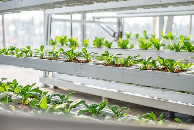 Khám phá nông nghiệp hàng đầu thế giới bên trong Vineco Nam Hội An - ảnh 6