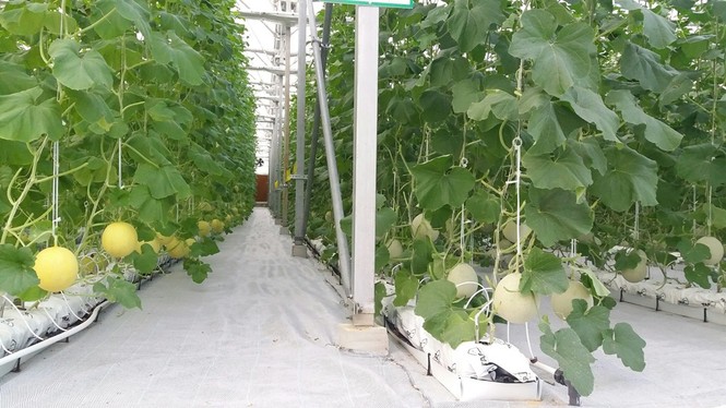 Khám phá nông nghiệp hàng đầu thế giới bên trong Vineco Nam Hội An - ảnh 7