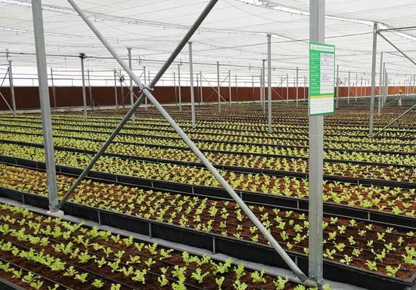 Khám phá nông nghiệp hàng đầu thế giới bên trong Vineco Nam Hội An - ảnh 8