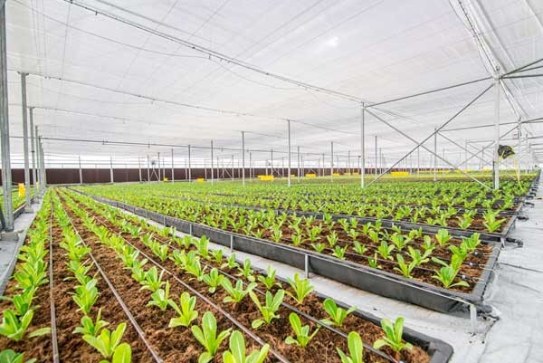 Khám phá nông nghiệp hàng đầu thế giới bên trong Vineco Nam Hội An - ảnh 9