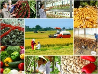 Hiện thực hóa chính sách khuyến khích DN đầu tư vào nông nghiệp - ảnh 2