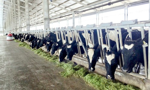 Vinamilk sản xuất sữa A2 đầu tiên tại Việt Nam - ảnh 1