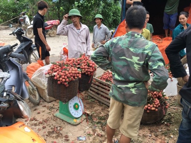 Bầu Hiển giữa đường cứu vải - ảnh 1