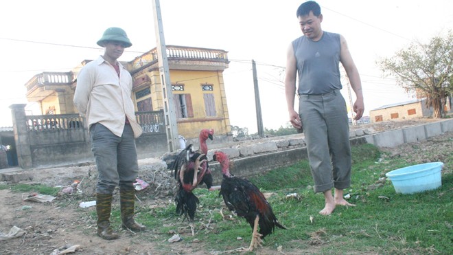 Gà chọi Thổ Hà - ảnh 2