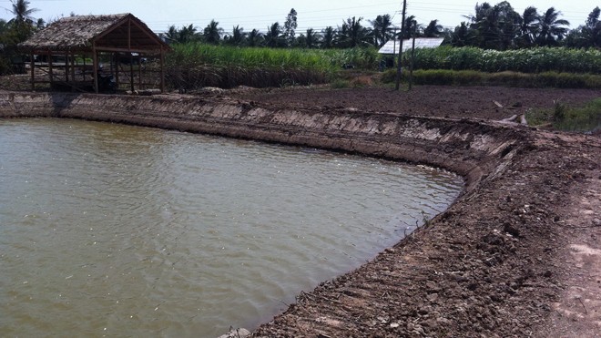 Phá mía, nuôi tôm: Đánh cược với rủi ro - ảnh 2