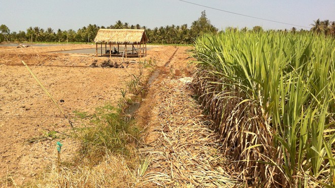 Phá mía, nuôi tôm: Đánh cược với rủi ro - ảnh 1