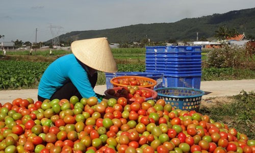 Nông dân điêu đứng vì cà chua mất giá - ảnh 1