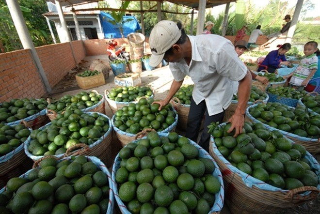 Những hoa quả Việt chịu án oan vì hàng Trung Quốc - ảnh 3