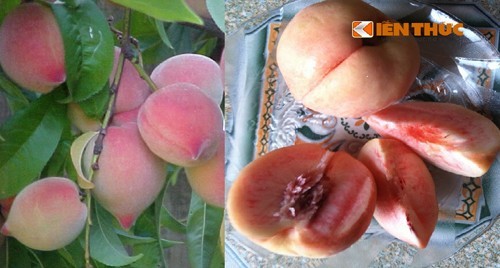 Những hoa quả Việt chịu án oan vì hàng Trung Quốc - ảnh 8
