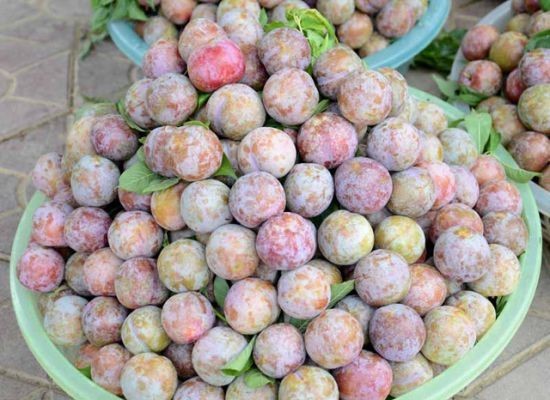 Những hoa quả Việt chịu án oan vì hàng Trung Quốc - ảnh 9