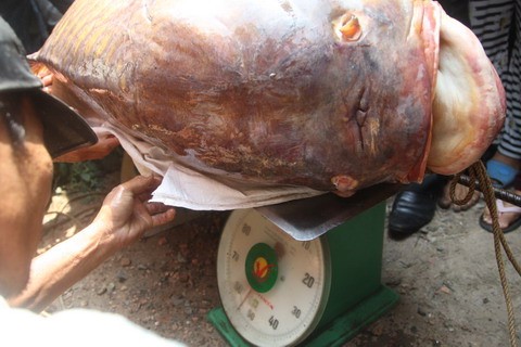 “Lộc trời” của người bắt cá hô 'khủng' bán 200 triệu - ảnh 1