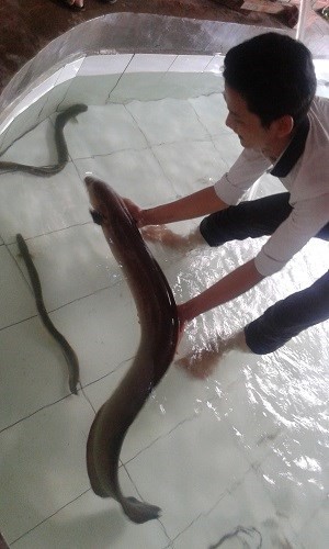 Bắt được cá chình 'khủng' trên sông Vàm Cỏ - ảnh 1