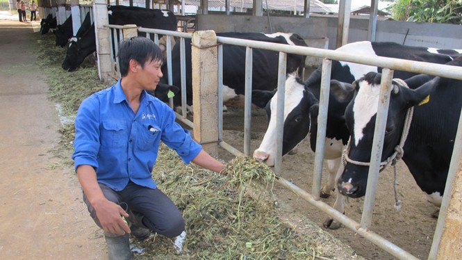 Mộc Châu “trở mình” bằng quy trình VietGAP - ảnh 1