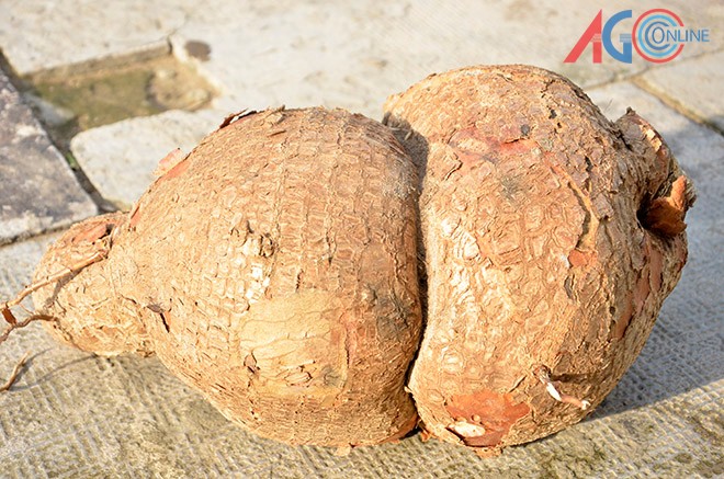 Đào được củ khoai mì nặng gần 8kg - ảnh 1