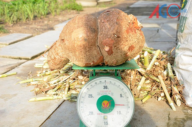 Đào được củ khoai mì nặng gần 8kg - ảnh 2