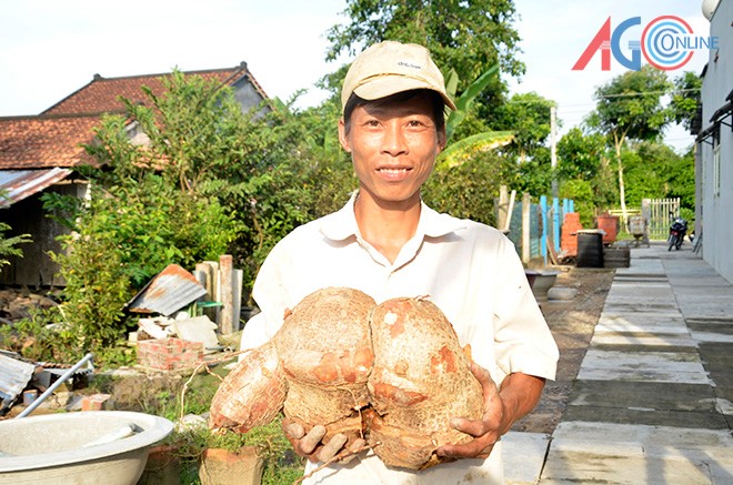 Đào được củ khoai mì nặng gần 8kg - ảnh 3