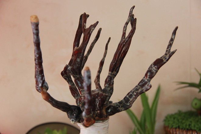 Mốt chơi nấm linh chi bon sai giá bạc triệu ở Hà Nội - ảnh 1